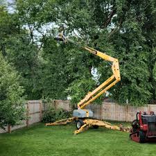 How Our Tree Care Process Works  in  Beckett, NJ