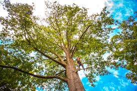 Best Emergency Tree Removal  in Beckett, NJ