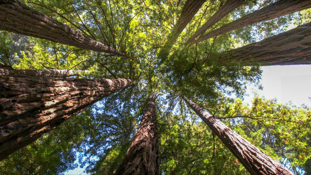 Best Commercial Tree Services  in Beckett, NJ