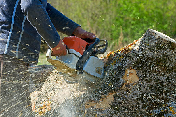 Best Aeration Services  in Beckett, NJ